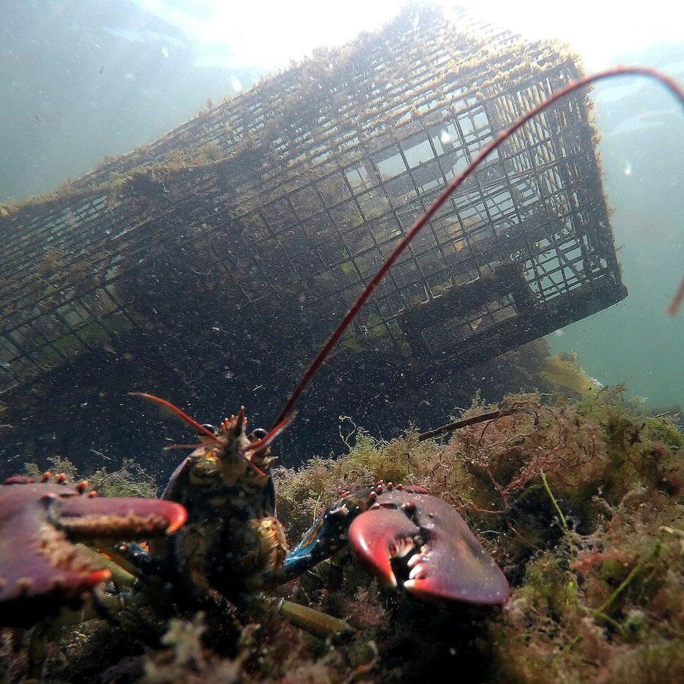 Lobster population falls off New England, leading regulators to declare overfishing
